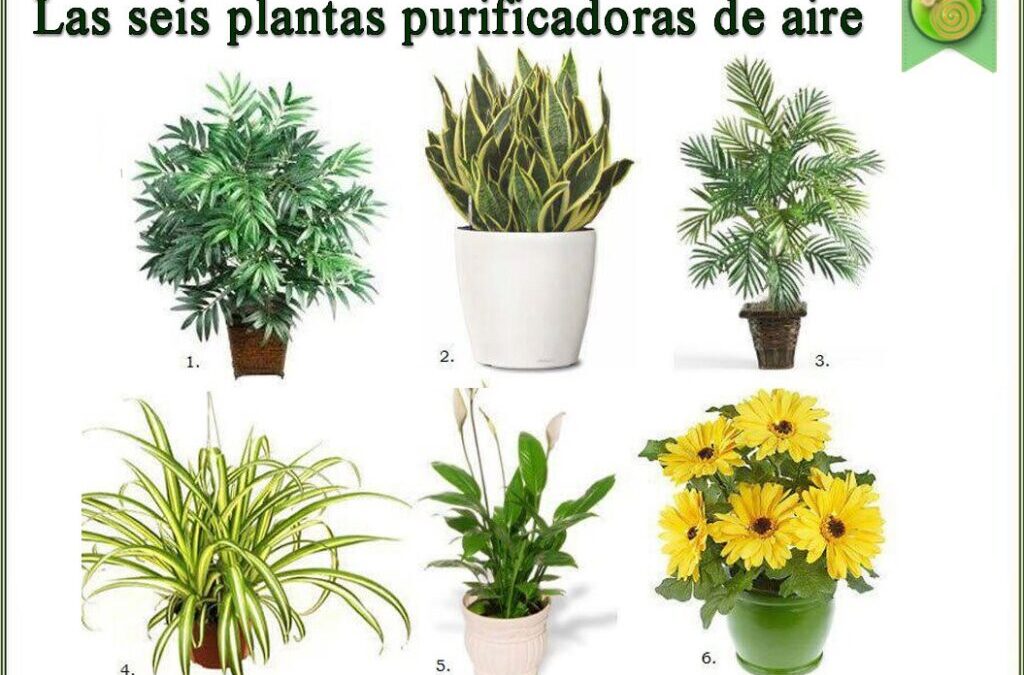 6 PLANTAS PURIFICADORAS DE AIRE