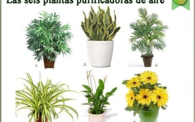 6 PLANTAS PURIFICADORAS DE AIRE