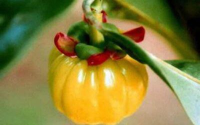 Garcinia Cambogia para perder peso