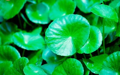 CENTELLA ASIÁTICA: PROPIEDADES