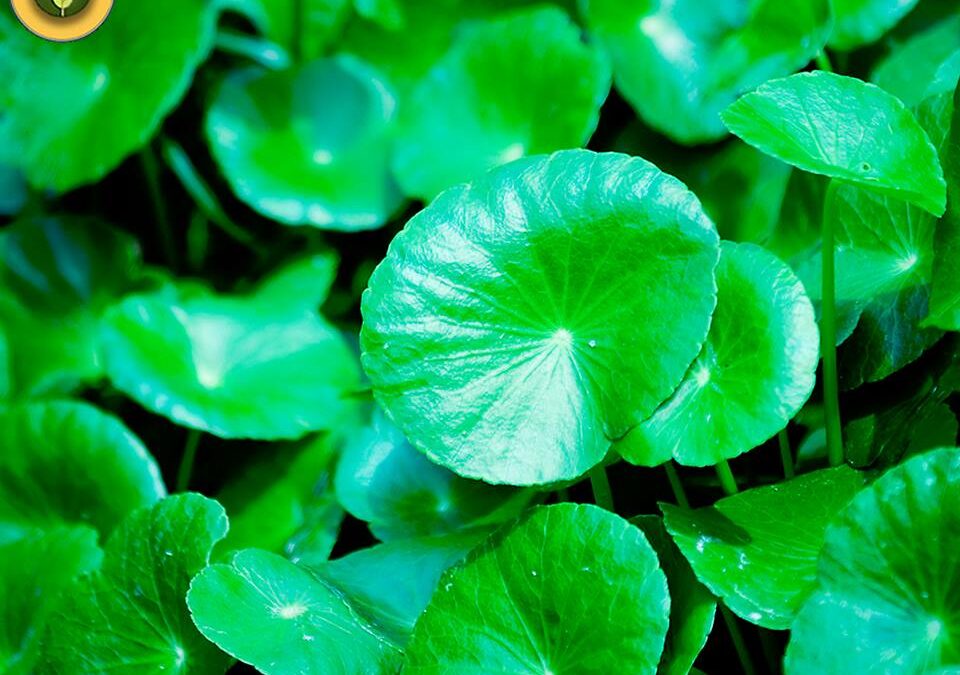 CENTELLA ASIÁTICA: PROPIEDADES