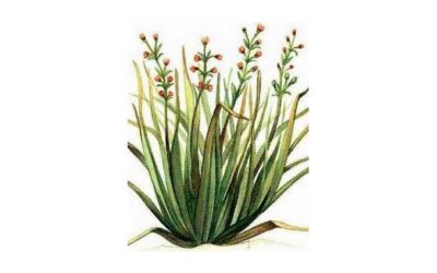 Citronella: Propiedades