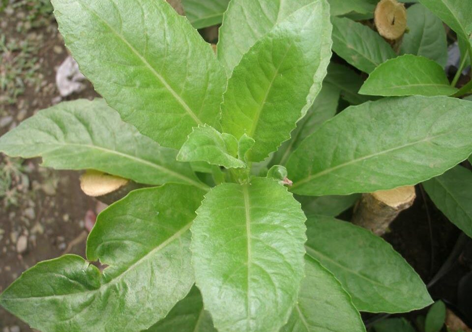 DAUN DEWA