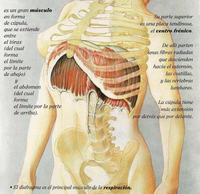 RESPIRACIÓN Y DIAFRAGMA