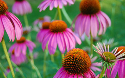 ECHINACEA para tratar infecciones