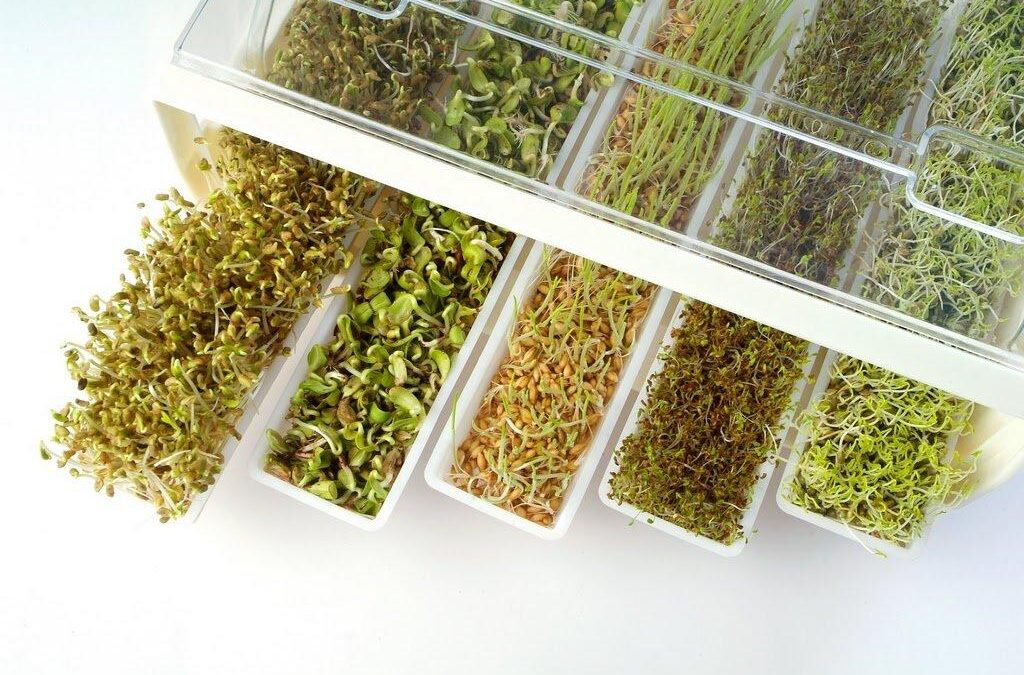 GERMINADOS EN CASA, ¿CÓMO HACERLOS?