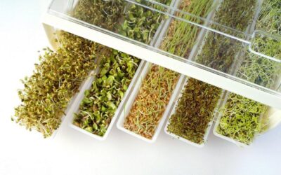 GERMINADOS EN CASA, ¿CÓMO HACERLOS?