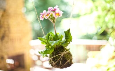 Como hacer un Kokedama