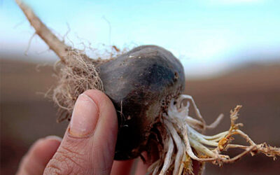 MACA PERUANA