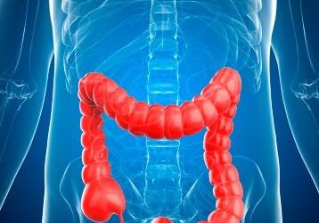 ÓRGANOS INTERNOS: El Intestino Grueso