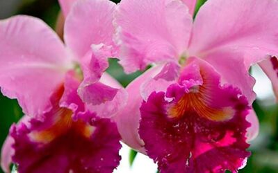 ORQUÍDEA: LA TRANSMUTACIÓN EN AMOR