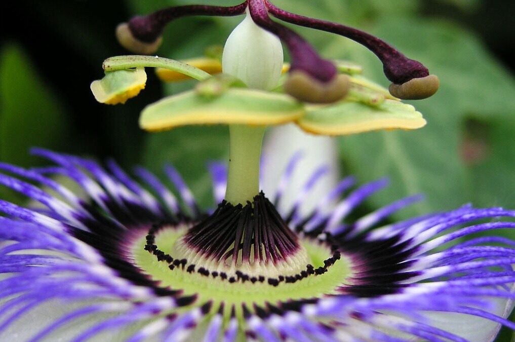 Sensacional Passiflora incarnata para el relax