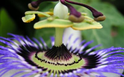 Sensacional Passiflora incarnata para el relax