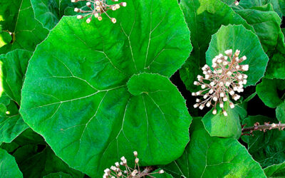 Alergia: Petasita (Petasites hybridus)