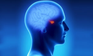 Glándula pituitaria 3 pasos a conciencia superior