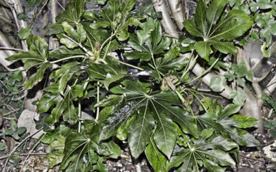 ACEITE DE RICINO