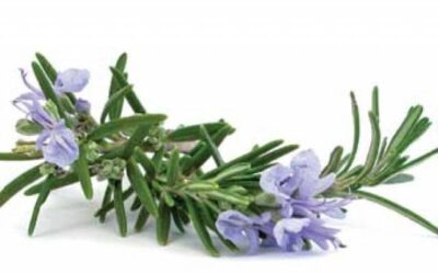ROMERO (Rosmarinus officinalis L.)