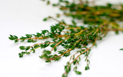 TOMILLO (THYMUS VULGARIS)