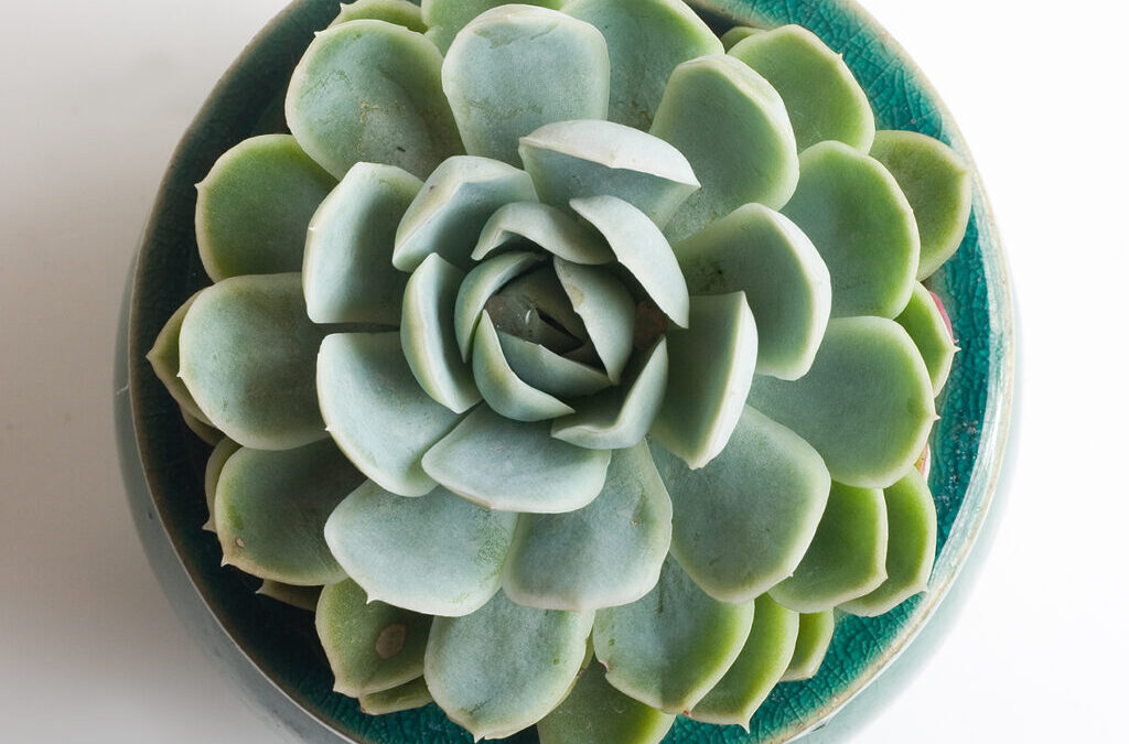 Mandalas de la Naturaleza