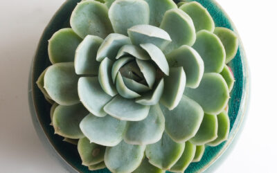 Mandalas de la Naturaleza