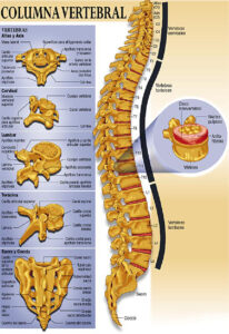 Vertebras