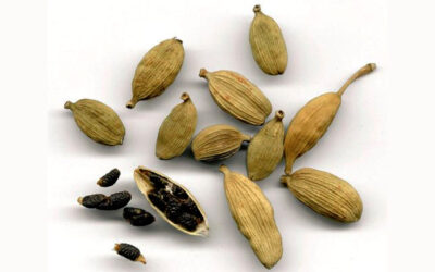 4 increíbles propiedades del cardamomo