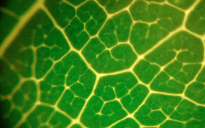 FOTOSÍNTESIS ARTIFICAL: la naturaleza imitando a un futuro más verde