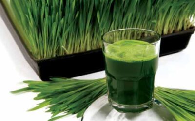 Zumo de hierba de trigo verde que purifica y limpia la sangre
