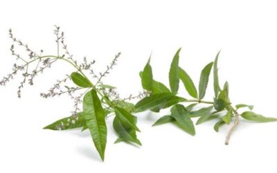 La hierbaluisa (Aloysia triphylla)