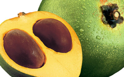 QUÉ ES LA LUCUMA Y PARA QUÉ USARLA?