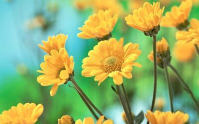 Margarita: propiedades medicinales