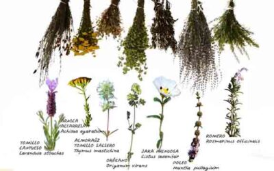 MAS PLANTAS AROMÁTICAS