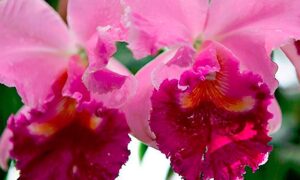 Orquídea corazón