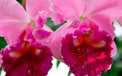 Orquídea corazón y 3 virtudes transcendente