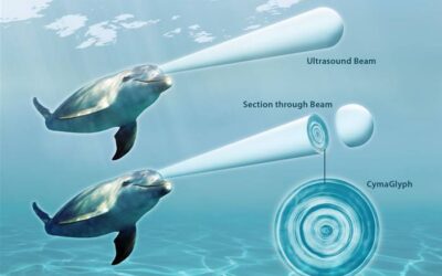 El lenguaje de los Delfines