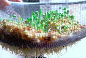 Brote de alfalfa superalimento único