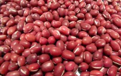 AZUKYS PARA FORTALECER LOS RIÑONES