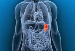 4 Esenciales para el bazo