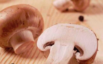 Nutrición: El Champiñon silvestre