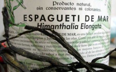 Serie Algas: ESPAGUETI DE MAR