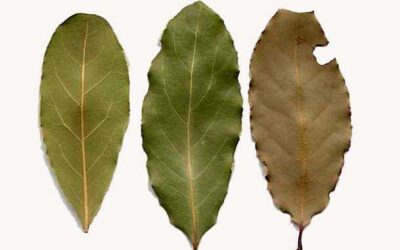Remedio para digestión pesada: Laurel hasta en la sopa