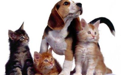 PLANTAS DE USO VETERINARIO PARA AHUYENTAR GARRAPATAS