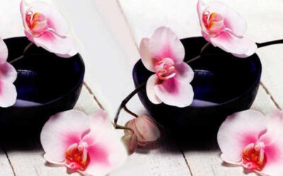 Orquidea: Lenguaje de las flores