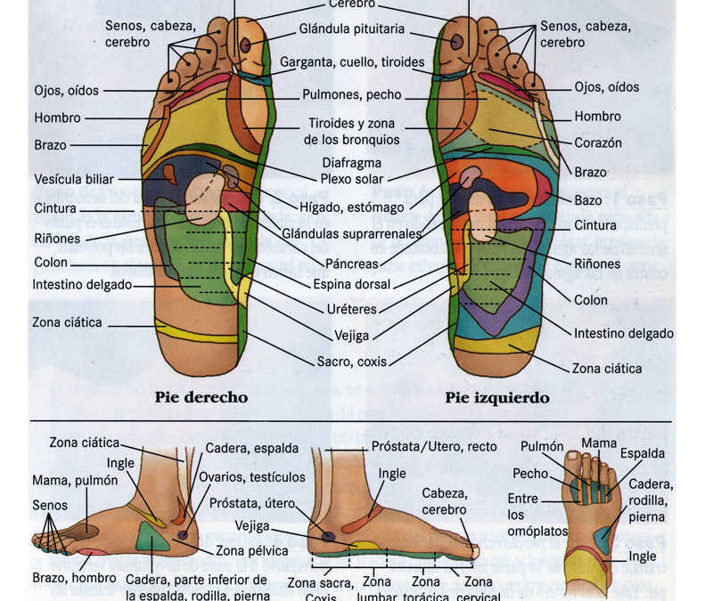 Reflexología podal pie entero