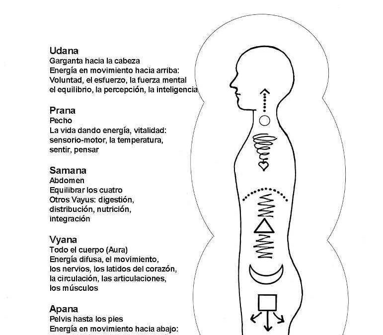 Los 5 Vayus. ¿Qué són? Nociones básicas de Ayurveda