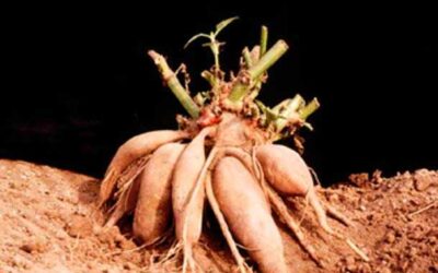 DIABETES. TRATAMIENTO NATURAL.
