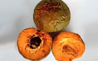 ¿QUE ES LA LUCUMA Y PARA QUE USARLA?