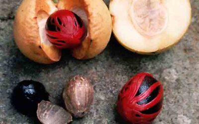 Jarabe esencial afrodisíaco de 6 ingredientes