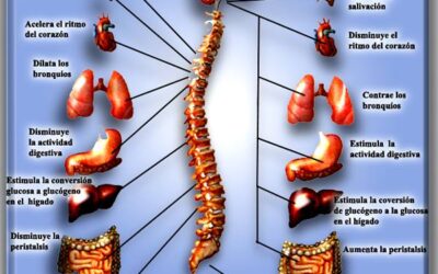 La columna es una extensión de nuestro cerebro
