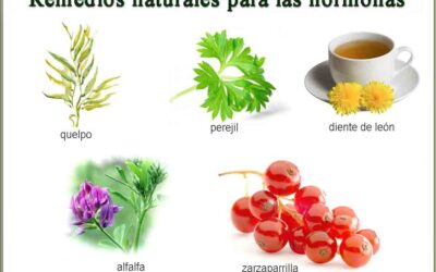 Remedios Naturales para regular las hormonas